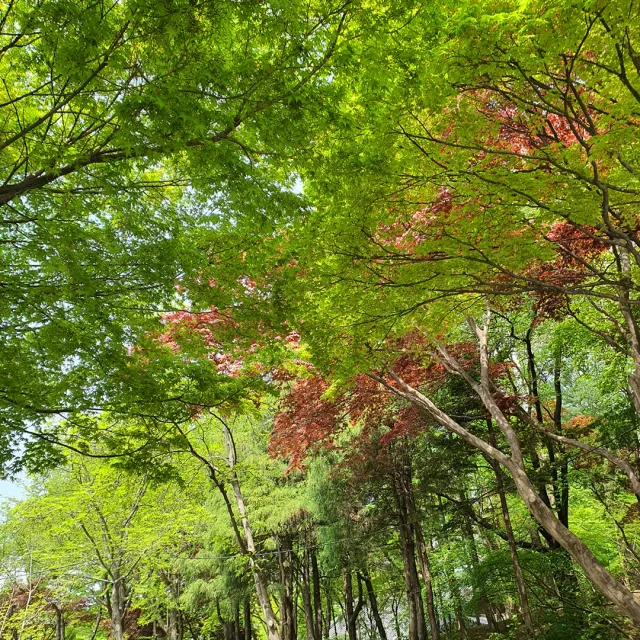 홍단풍