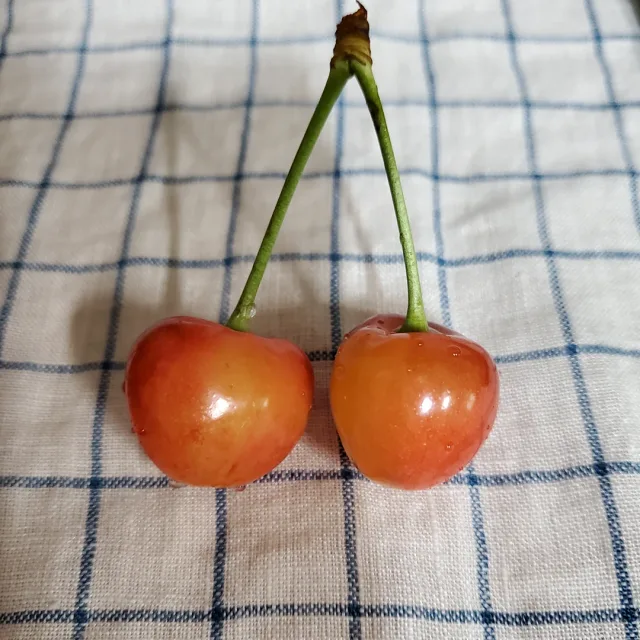 페페