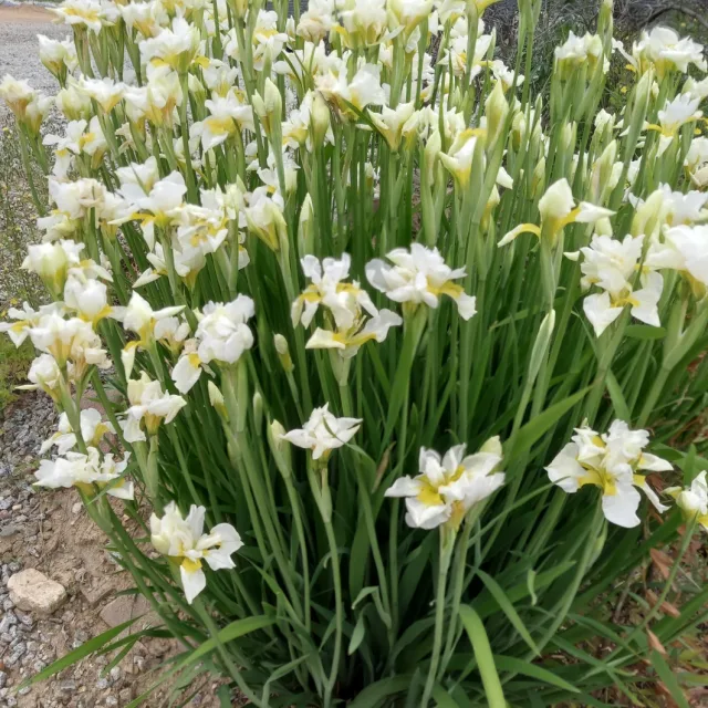 순자