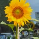 블루우