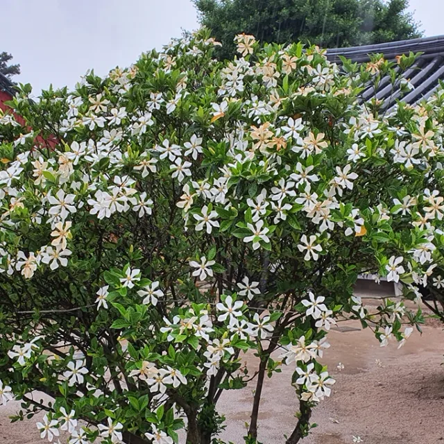백살공주