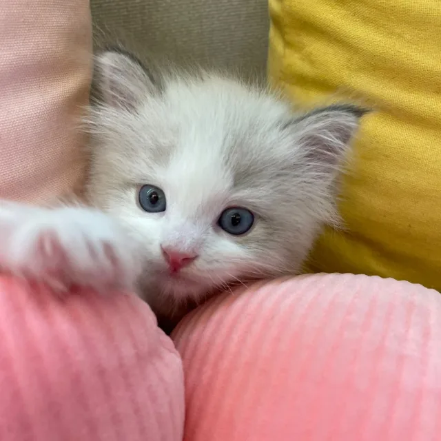 똔이