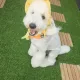 우동