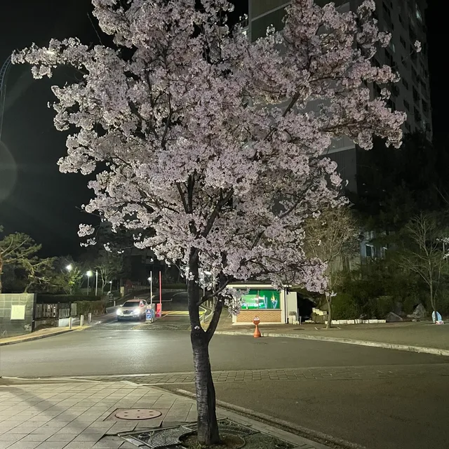 사과파이