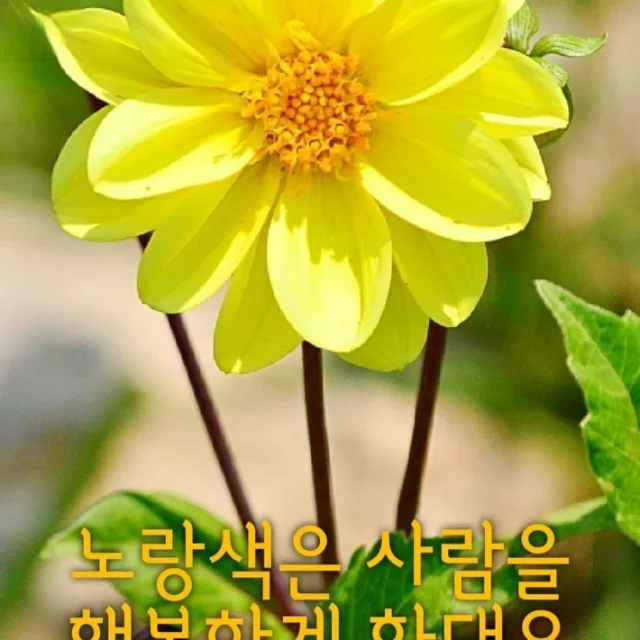 달띠