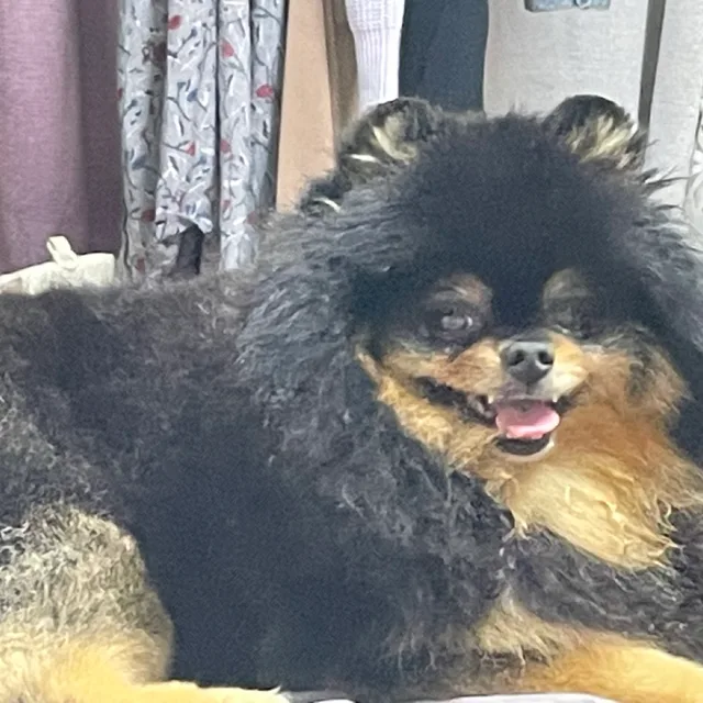꽃순이