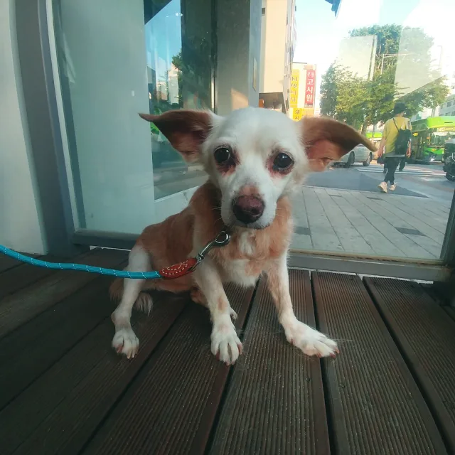 똥엄마