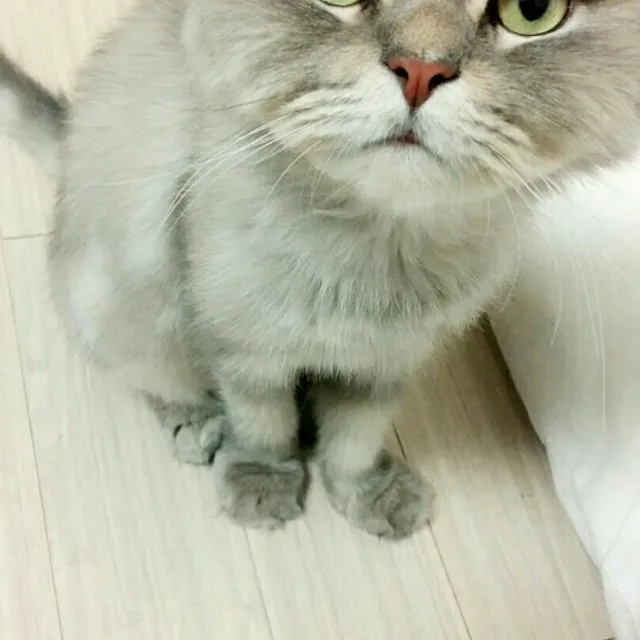 냐옹이