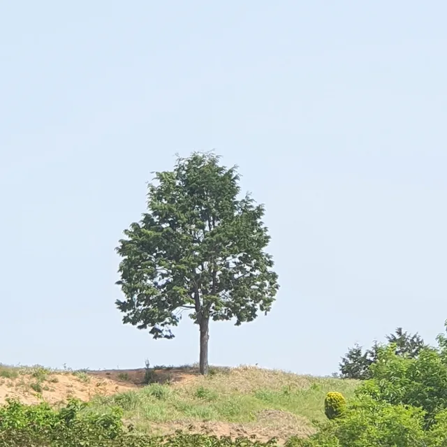 행복한나무