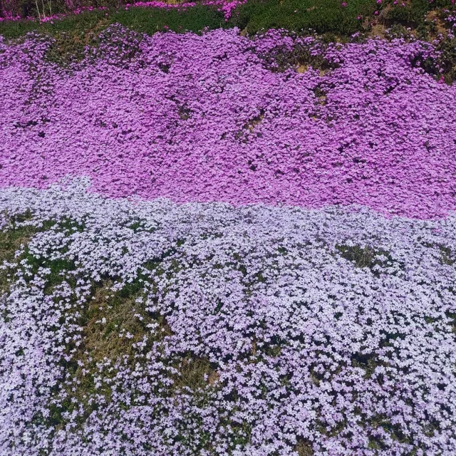 나무