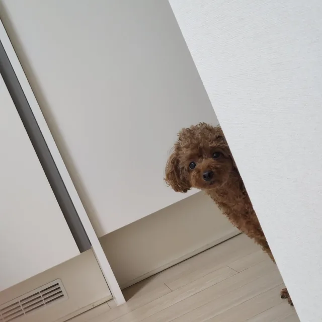 당장사주세요