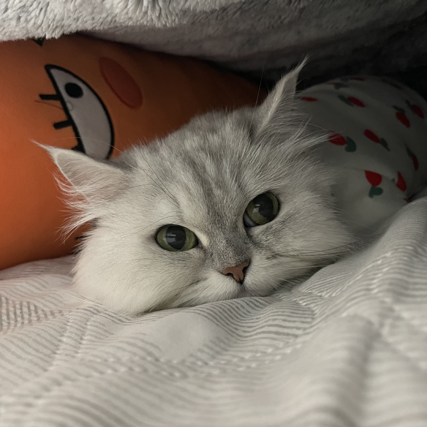 랭집사