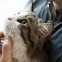 시공백서