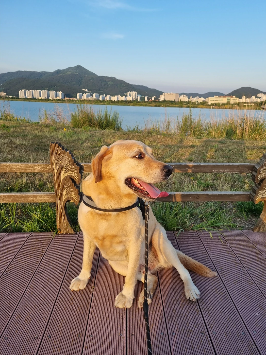 감자