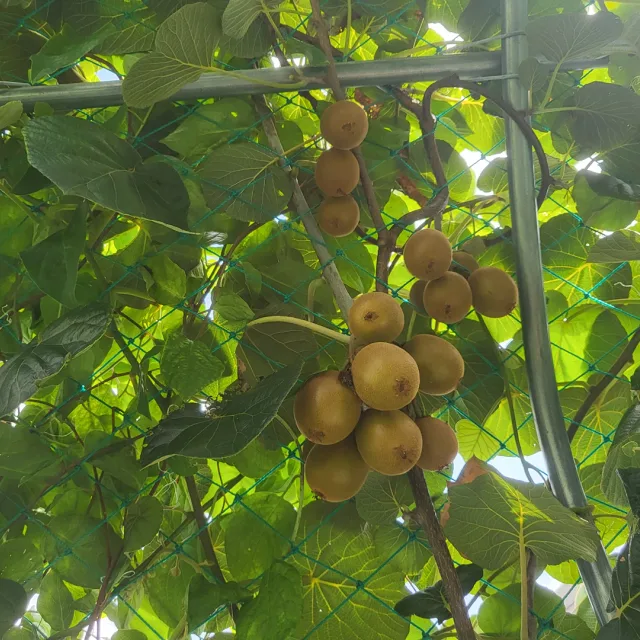체리소담