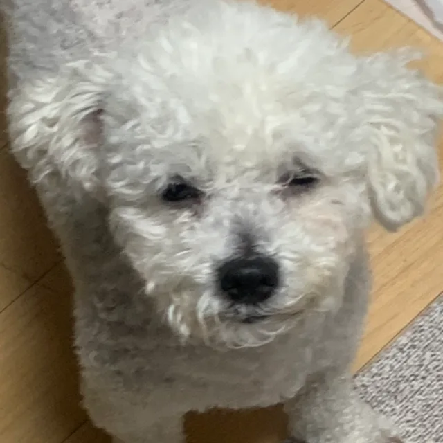 마루쉐잉