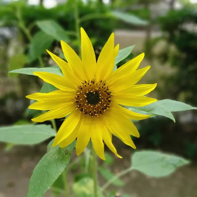 상콤이