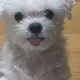 스마일트윈