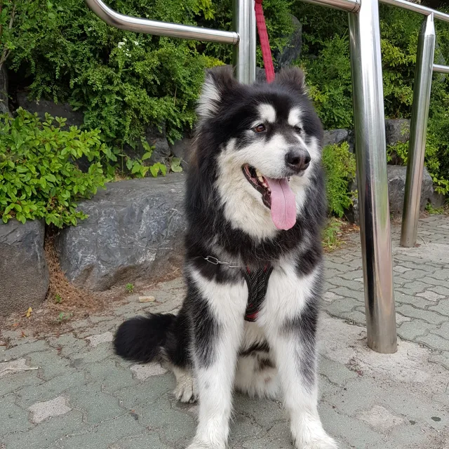 토인