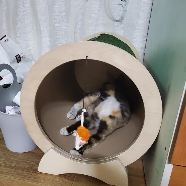 보리