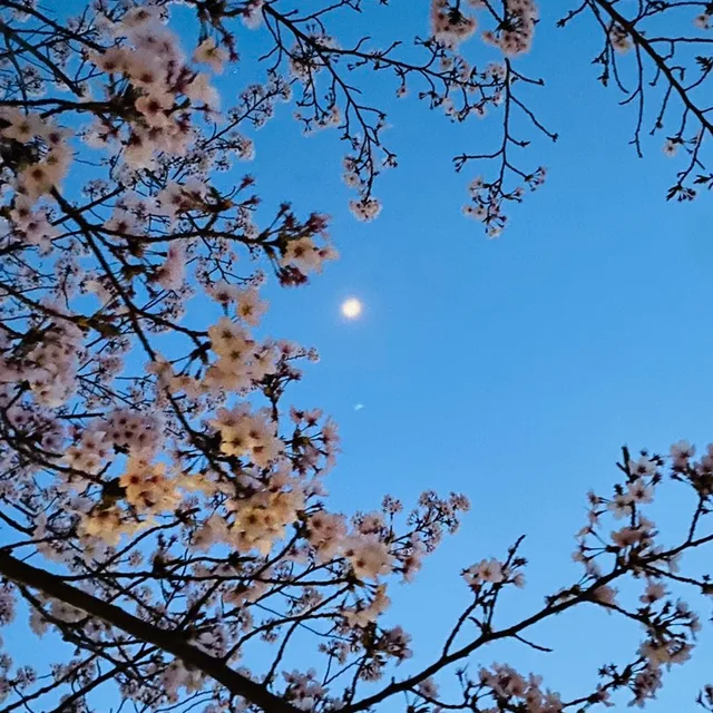 보리코야