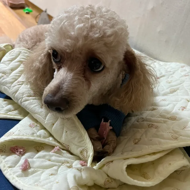 단거