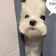 수붕이