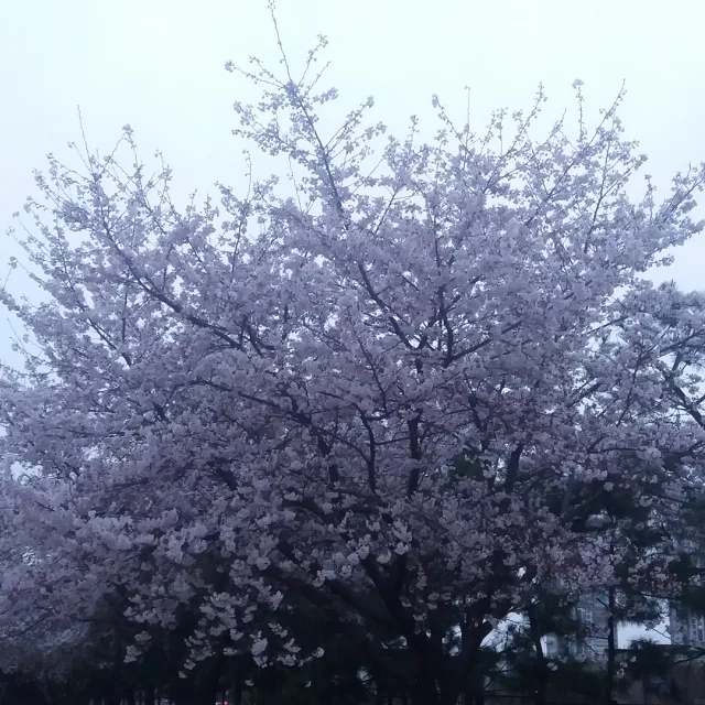 초보백수