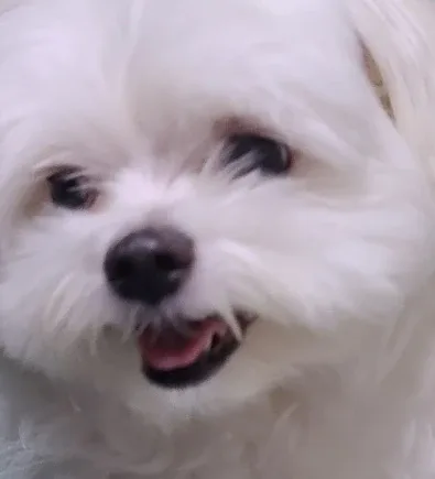 빡애