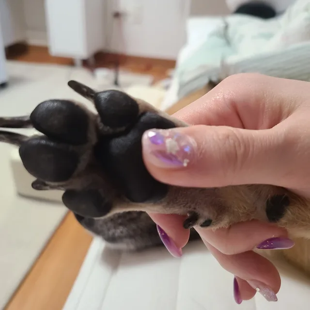 쪼꼬뽀이