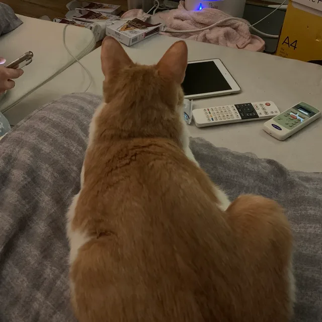 고양이5마리집사
