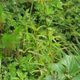 GreenYi