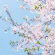 참새
