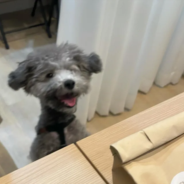늴리리잡채