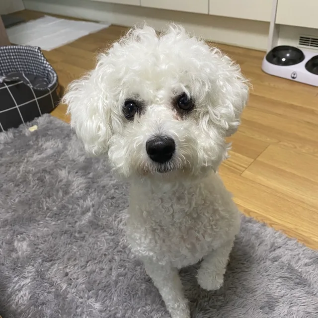 당근하는오리
