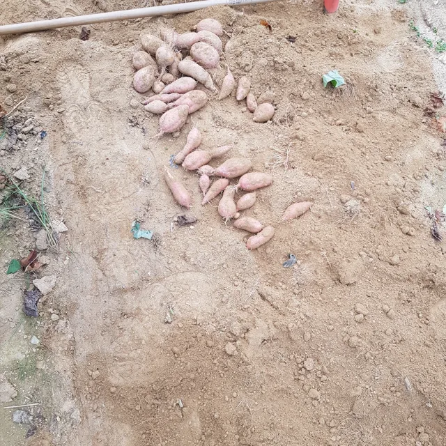 임시닉네임22