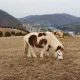 당근과채찍과말