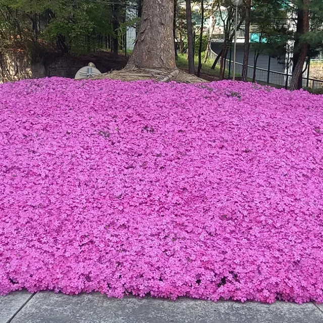 초코