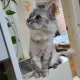 또우환