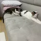 딩굴마우스