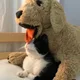 조이