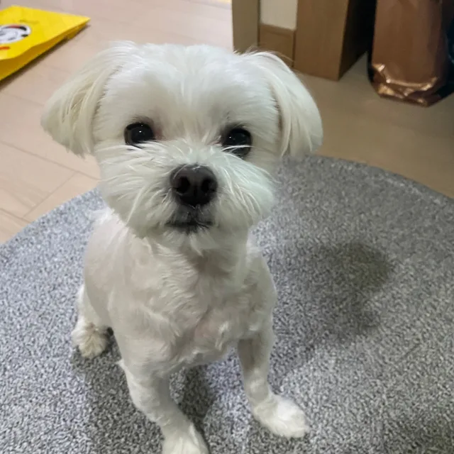 코코주인님