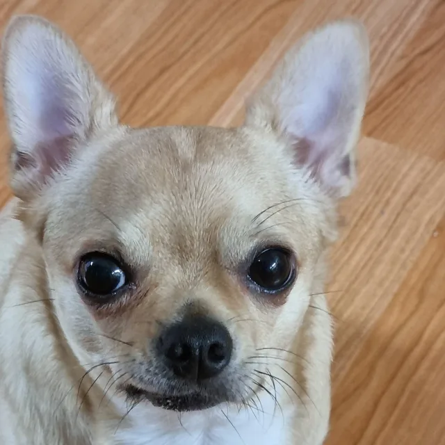 몽무기