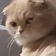 로또누나