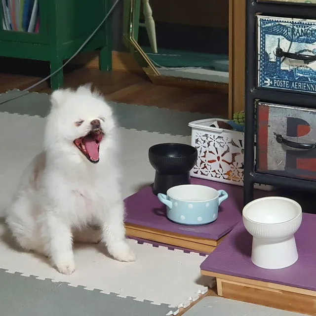 뽀뿌아빠