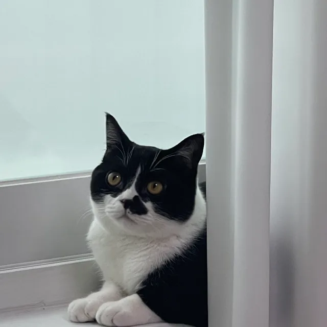 겸지