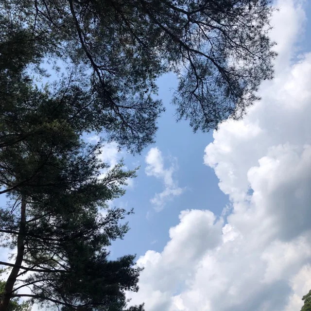 졸리정브라질산토스