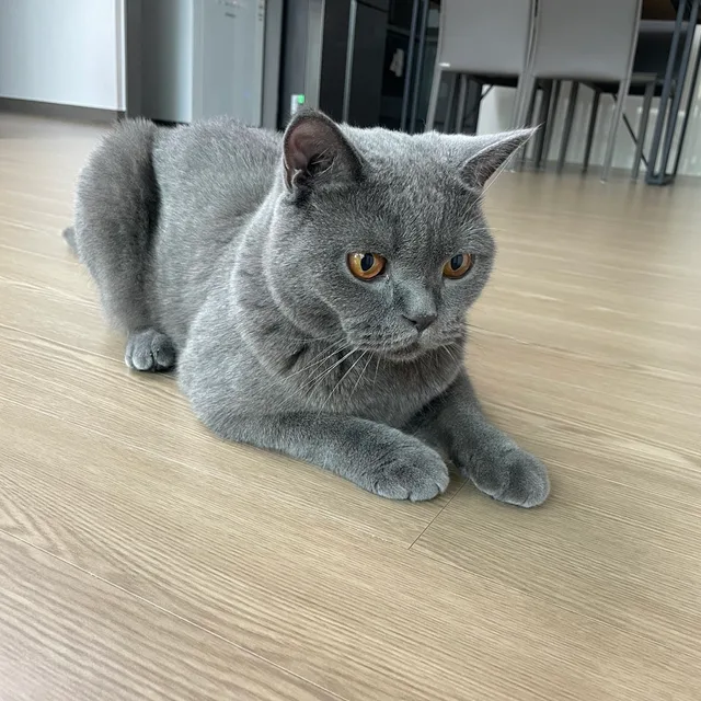 다오닝