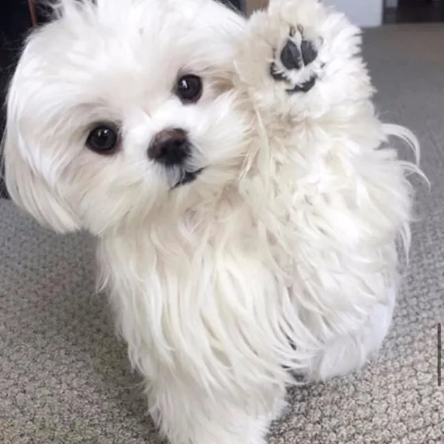 공주