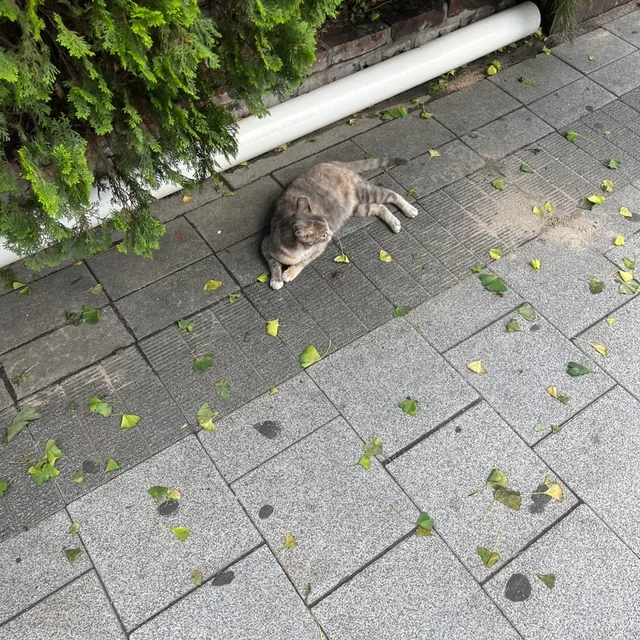 영화4